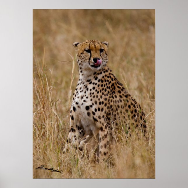 Tasty Lip Cheetah Poster (Vorne)