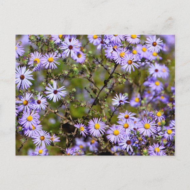 Tatarian Daisy Blume Postkarte (Vorderseite)