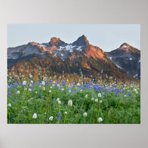 Tatoosh-Bereich und Wildblumen Rainier Poster