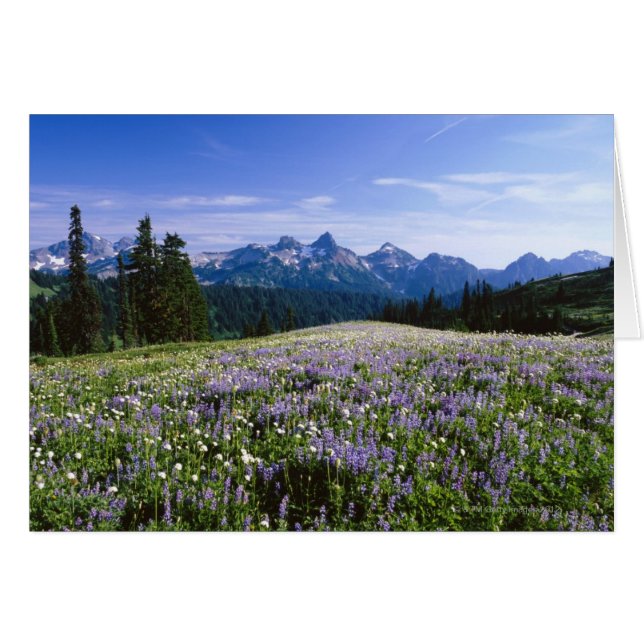 Tatoosh Mountain Range (Vorderseite (Horizontal))