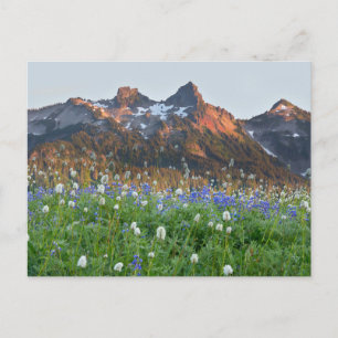Tatoosh Range und Wildblumen Mt. Rainier Postkarte
