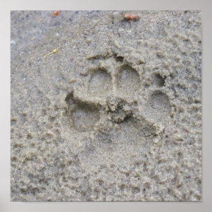 Tatzen-Druck im Sand Poster