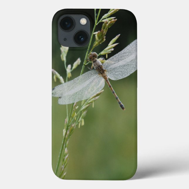 Tau bedeckte Darner Libelle Case-Mate iPhone Hülle (Rückseite)