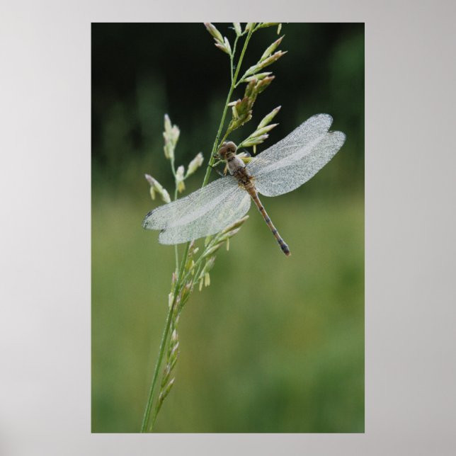 Tau bedeckte Darner Libelle Poster (Vorne)