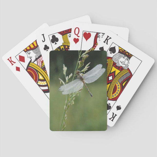 Tau bedeckte Darner Libelle Spielkarten (Rückseite)