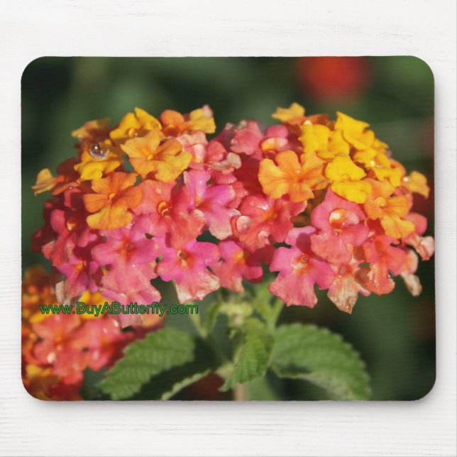 Tau bedeckte Lantana-Blumen-Mausunterlage Mousepad (Vorne)