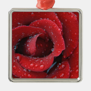Tau bedeckte rote Rose, die Grabstätte in Ornament Aus Metall