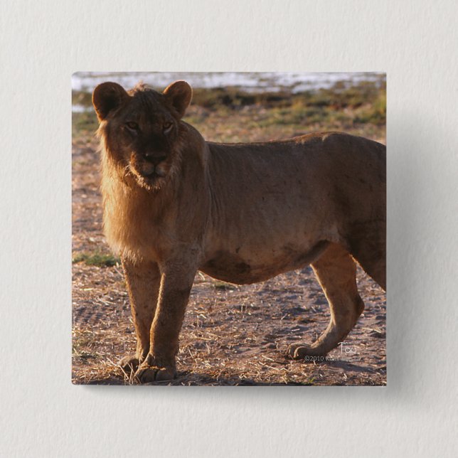 Tau, Löwe, Foto Button (Vorderseite)