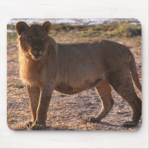 Tau, Löwe, Foto Mousepad