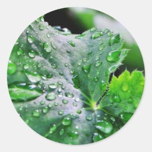 Tau-Wasser-Tröpfchen-Tropfen Runder Aufkleber