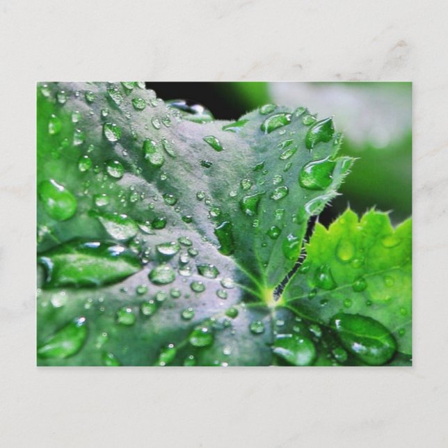 Tau Wassertropfen Tröpfchen Postkarte (Vorderseite)