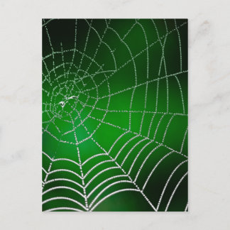 Taub auf Spinnennetz Postkarte