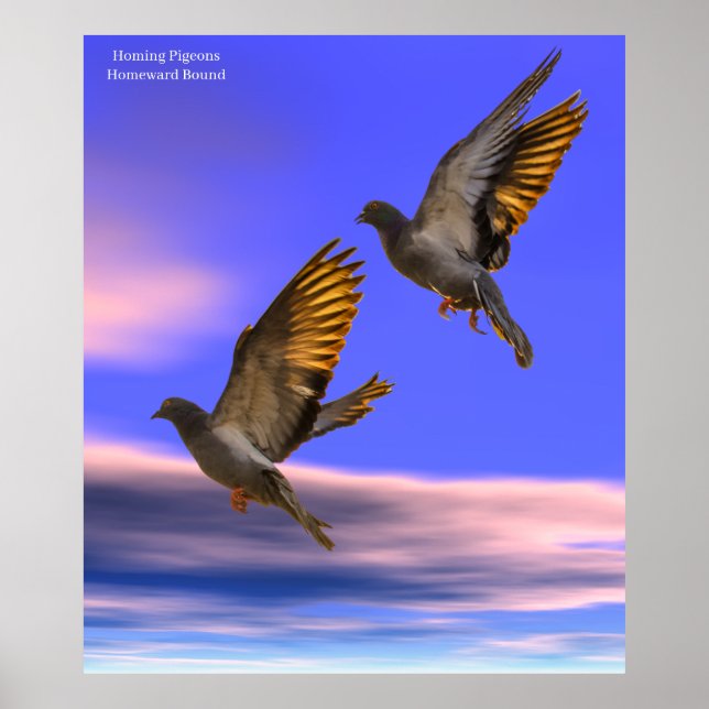 Täubchenbild für Poster (Vorne)