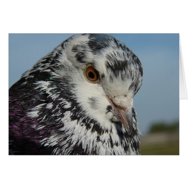 Taube (Vorderseite (Horizontal))