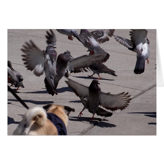 Taube (Vorderseite (Horizontal))