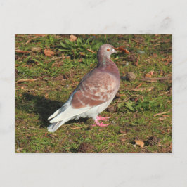 Taube am Roath Park Lake Cardiff Postkarte