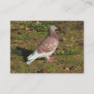 Taube am Roath Park Lake Cardiff Visitenkarte