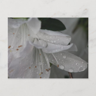 Taube auf einer Azalea Postkarte