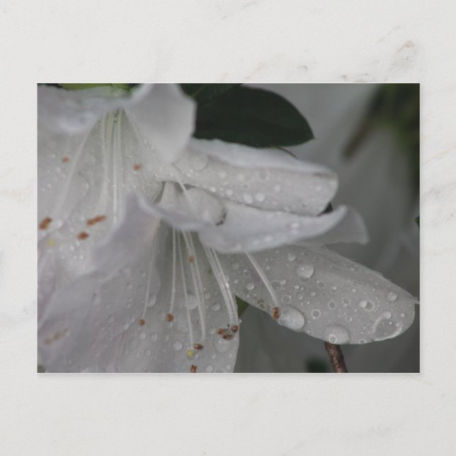 Taube auf einer Azalea Postkarte (Vorderseite)