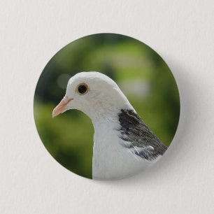 Taube Button