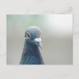 Taube im Fenster v2 Postkarte