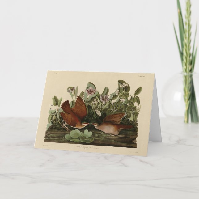 Taube im Schlüsselwesten, Quail-Dove Audubon Vögel Karte (Vorderseite)