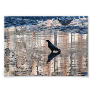 Taube in einer Pfütze des Großen Platzes von Fotodruck