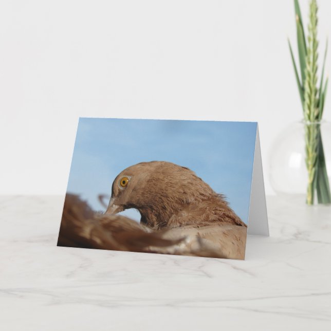 Taube Karte (Vorderseite)