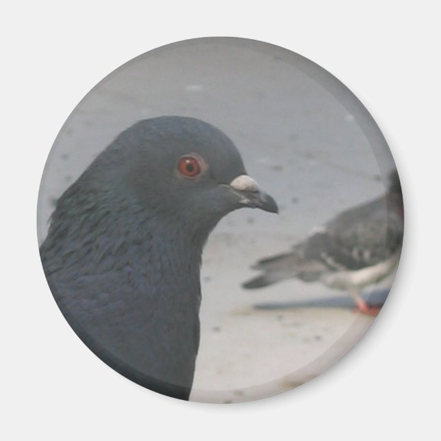 Taube Magnet (Vorne)