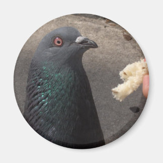 Taube Magnet