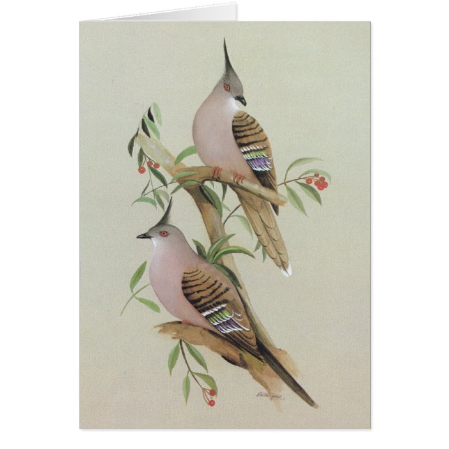 Taube mit Haube - Ocyphaps lophotes (Vorne)