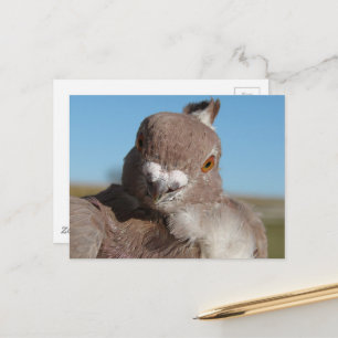 Taube namens Herr Taube Postkarte