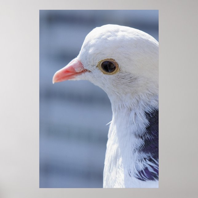 Taube Poster (Vorne)