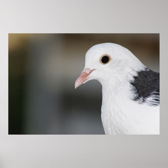 Taube Poster (Vorne)