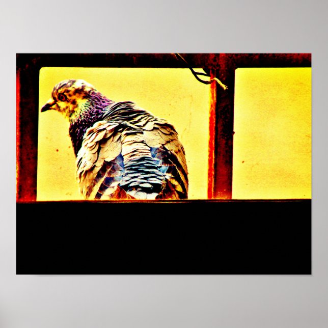 Taube Poster (Vorne)