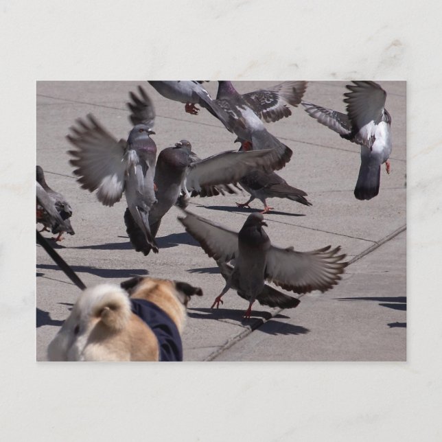 Taube Postkarte (Vorderseite)