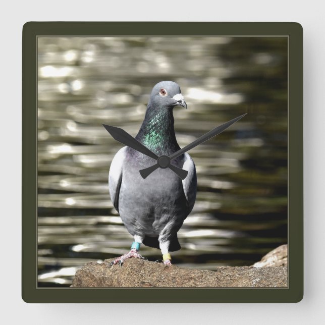 Taube Quadratische Wanduhr (Vorderseite)