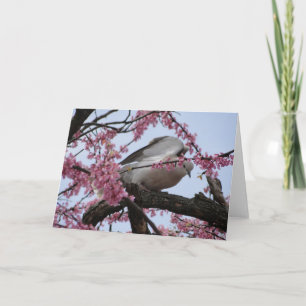 Taube u. Redbud Blüten Karte
