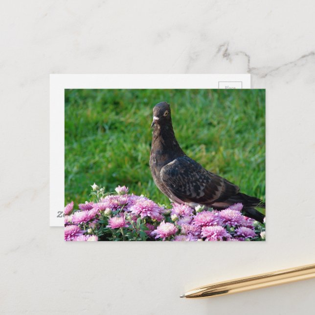 Taube und Mütter Postkarte (Vorderseite/Rückseite Beispiel)