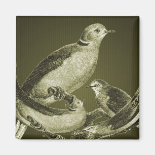 Tauben auf Ast Vogel Kunst Magnet