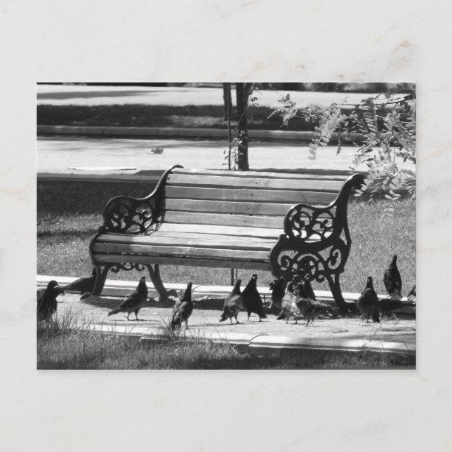 Tauben auf der Empty Park Bench Postkarte (Vorderseite)