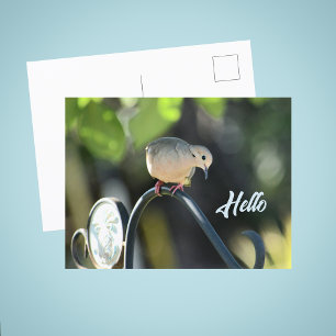 Tauben-Drop-in-um-Hallo-zu-sagen Foto Postkarte
