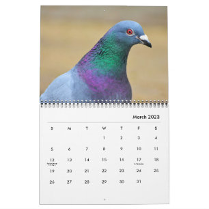 Tauben Friedens Tauben Elegante Hübsche Vögel Foto Kalender