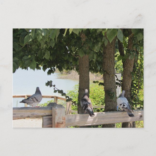 Tauben genießen die Aussicht Postkarte (Vorderseite)