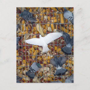 Tauben holen den Mais Postkarte