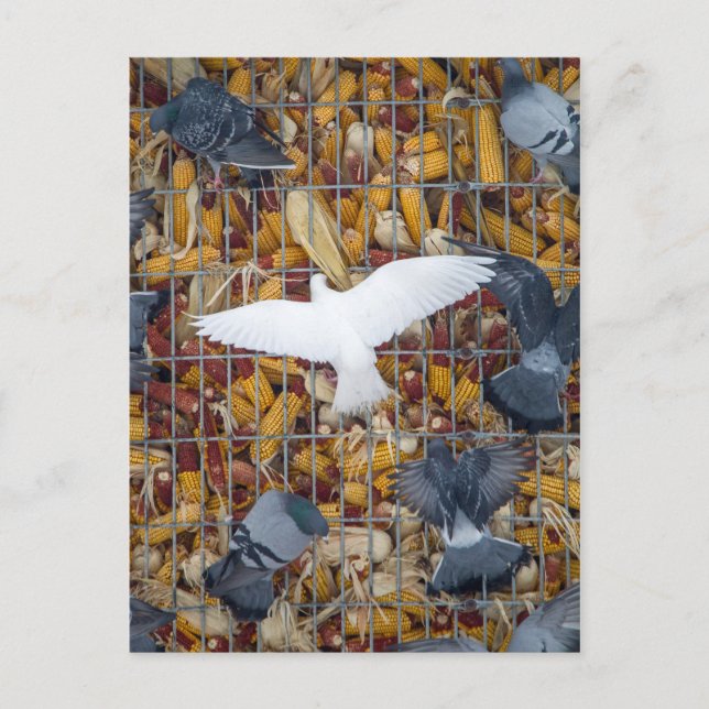 Tauben holen den Mais Postkarte (Vorderseite)