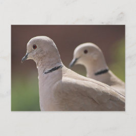 Tauben in der Liebe Postkarte