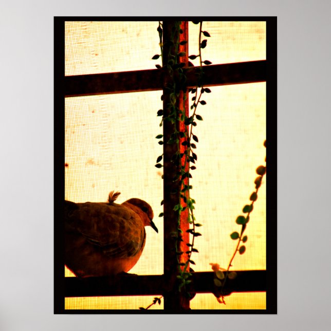 Tauben in einem Stausturm Poster (Vorne)