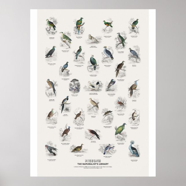 Tauben - Naturalist's Library Poster (Vorne)