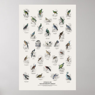 Tauben - Naturalist's Library Poster